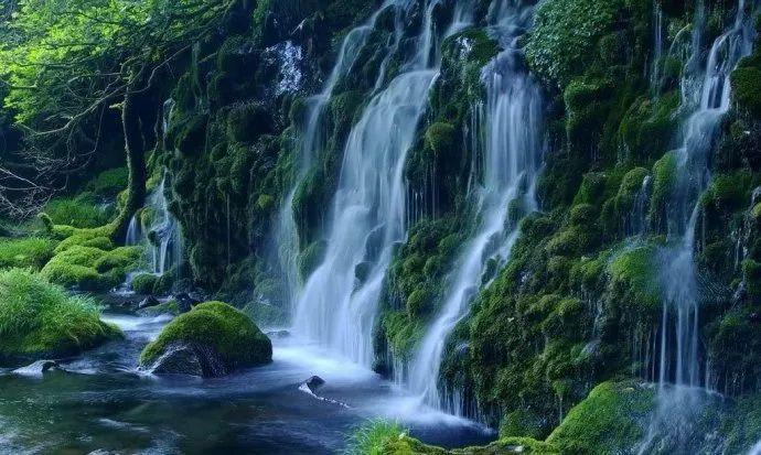 逃离橡子树种植地
